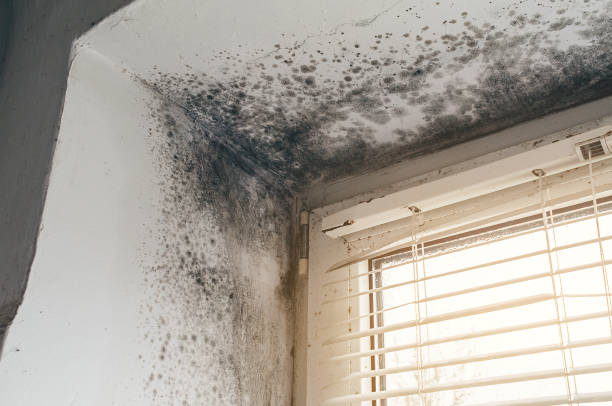 Affordable Black Mold Remediation solutions in Newport, NC